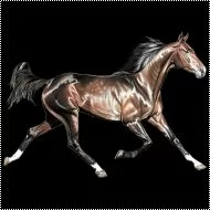 Perstransfer: Running horse dark brown 23x15 - H2