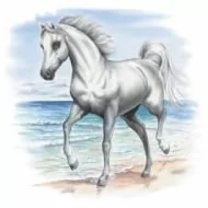 Perstransfer: White horses on beach 15x23 - H1