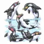 Perstransfer: Orka's met zonnebril 18x23 - H1