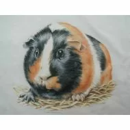 Perstransfer: Cavia 16x18 - C2