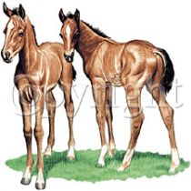 Perstransfer: Horse pasture mates 18x18 - H2