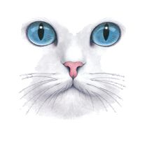 Perstransfer: Big blue eyed cat 15x20 - H1