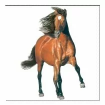 Perstransfer: Brown horse running 18x23 - H2